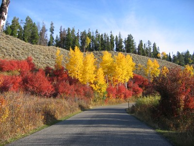 autumn roadscape