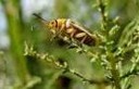 tamarisk leaf beetle