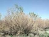 tamarisk